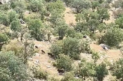 Diyarbakır’da domuz sürüsü görüntülendi
