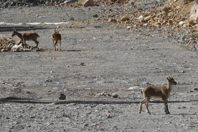 Gümüşhane’de yaban keçileri yol kenarında sürü halinde görüntülendi
