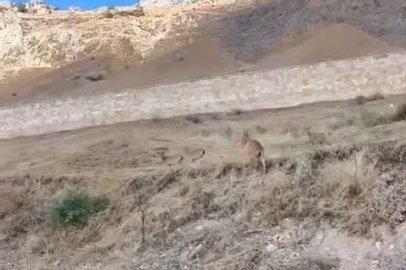 Palu’daki tarihi kalede dağ keçileri görüldü
