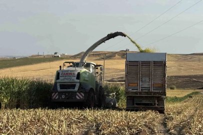Diyarbakır’da silajlık mısır hasadı başladı
