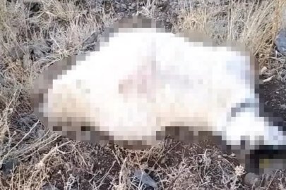 Yüksekova’da yıldırım düşmesi sonucu çok sayıda küçükbaş hayvan telef oldu

