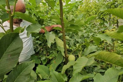 Tescilli Adilcevaz ceviz fidanları Türkiye’nin dahi dört bir yanına gönderiliyor
