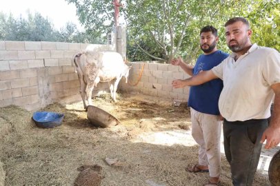 Kırıkhan Özkızılkaya’da ağızdan köpük gelmesiyle başlayan şap hastalığında hayvanlar telef oldu
