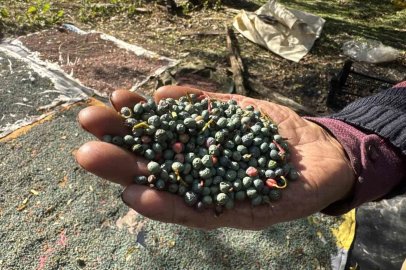 Meyvesi 300, yağı bin 200 liradan satılıyor; posası bile değerlendiriliyor
