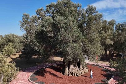 Bin yıllık zeytin ağacından hasat yapıldı, elde edilen yağ anında tadıldı
