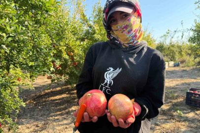 Antalya’da yağmur uyarıları nar hasadını öne çekti: Tarlada kilosu 15-30 lira arasında
