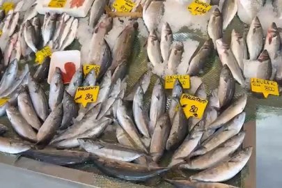 Palamutta 25 sene önceki bolluk yaşanıyor
