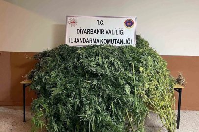 Diyarbakır’da 57 bin 700 kök kenevir ele geçirildi
