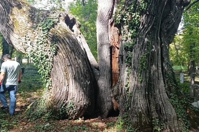 Mezarlıkta bulunan bin yıllık kestane ağaçları, zehirli sarmaşıkların tehdidi altında
