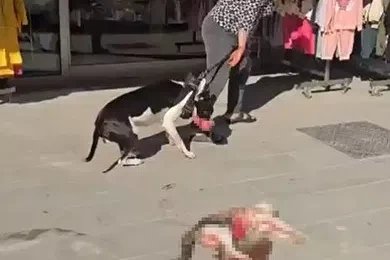 Esenyurt’ta Pitbull sokak kedisini parçaladı, vatandaş tepki gösterdi
