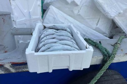 Strafor köpük kasasının fiyatı palamuttan 3 kat pahalı
