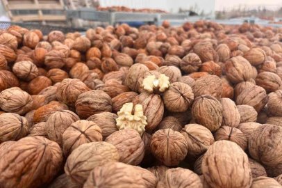 Hayrabolu’da ceviz üreticisinden 200 tonluk hasat hedefi
