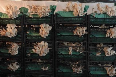 Tadını merak ettikleri istiridye mantarını yetiştirmeye başladılar: Bakan Yumaklı’dan destek bekliyorlar
