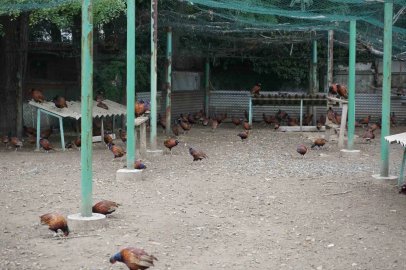 Fındığın düşmanına karşı sülünlü mücadele
