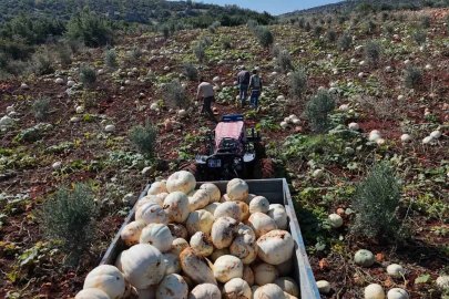 Ağırlıkları 30 kilograma ulaşan tescilli beyaz kabakta bereketli hasat başladı
