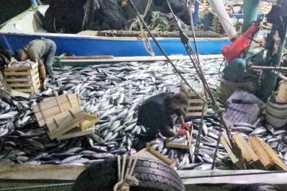 Karadeniz’e palamut bereketi sürüyor: Kasa kasa palamutla limana dönüyorlar

