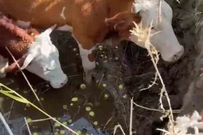 Bingöl’de çukura düşen 2 inek kepçeyle kurtarıldı
