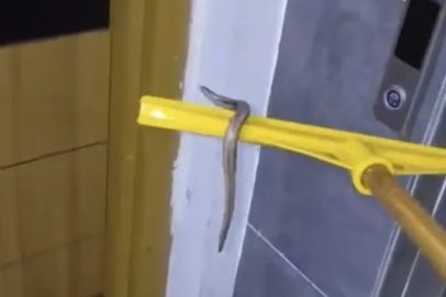 Arnavutköy’de su basan apartmanın bodrum katında yılan paniği

