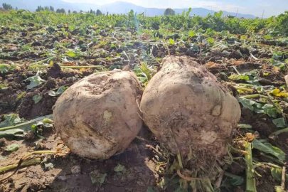 Muşlu çiftçi 220 dönüme pancar ekti, 2 bin ton ürün bekliyor
