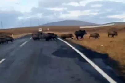 Kars’ta domuz sürüsü görüntülendi
