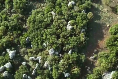 Ormanlık alandaki hazine arazisine kenevir eken şüpheli tutuklandı
