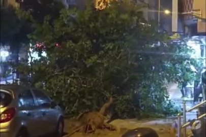 Siirt’te şiddetli fırtına ağaçları devirdi
