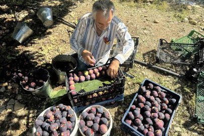 Antalya’da Bursa siyahı incirde hasat sezonu sona erdi
