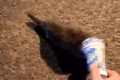 Kafasına plastik kutu sıkışan kedi, yardım için itfaiyeye gitti
