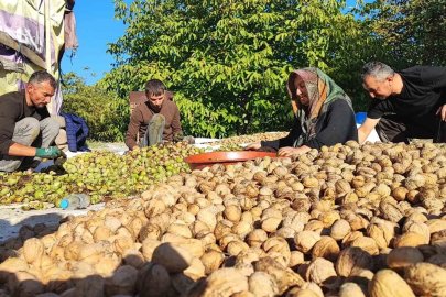 Yozgat’ta ceviz hasadı başladı: Üretici verimden memnun
