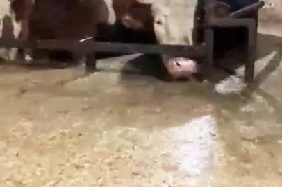 Sular altında kalan ahırdaki hayvanların bekleyişi kamerada
