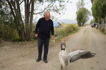Sürünün dışladığı kaz, İsmail dedenin peşini bırakmıyor
