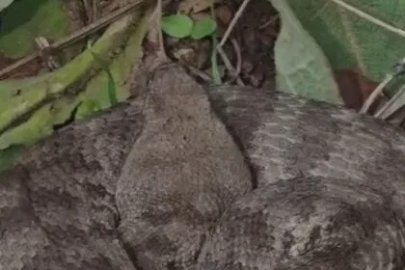 Elazığ’da bir ısırığı insanı öldürmeye yeterli engerek görüntülendi
