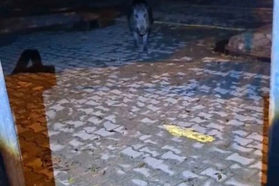 Tunceli’de bahçesine girmek isteyen yaban bomuzu vatandaşa korku dolu anlar yaşattı

