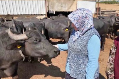 Tekirdağlı kadınların manda mesaisi: Sabah 5’te başlıyor
