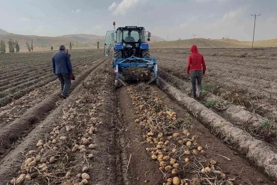 Patnos topraklarında yetişiyor, Cips fabrikalarına gidiyor
