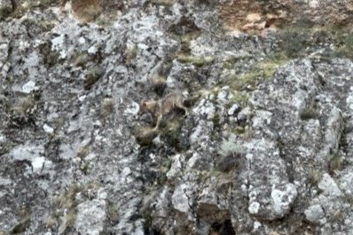 Erzincan’da kurtlarla yaban keçilerinin amansız mücadelesi kamerada