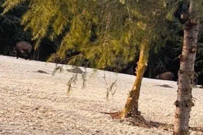 Büyükçekmece’de domuz sürüsü yol kenarına indi
