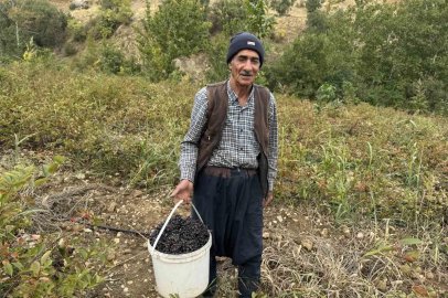 Diyarbakır’da aronya meyvesi hasadı başladı
