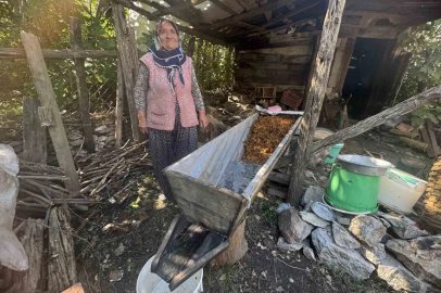 Sırrı meşe külünde saklı
