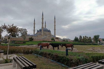 Edirne’de Selimiye Meydanı’nda başıboş atlar görenleri şaşırttı

