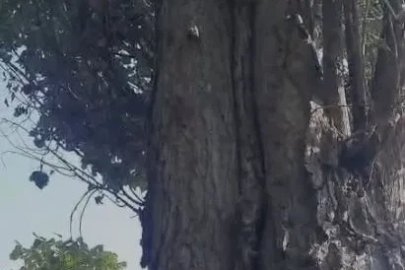 Elazığ’da sincapların ceviz toplama telaşına güldüren yorum: "Böyle iki sincap yetiştirsek bize ceviz toplarlar"
