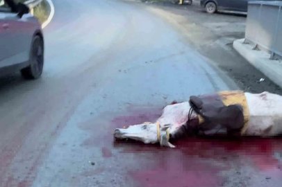İstanbul’da korkunç kaza: Atın kopan bacağı otomobile saplandı
