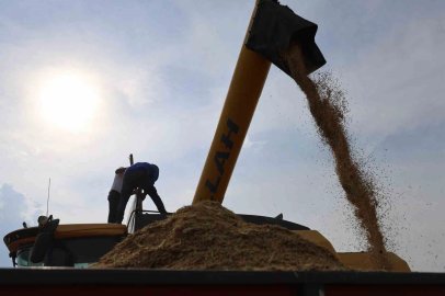 Diyarbakır’ın tescilli Karacadağ pirinci hem biçerdöverle hem de imece usulü biçiliyor
