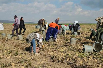 Adilcevaz’da patates tarlalarında ekmek mücadelesi: Mevsimlik işçilerin zorlu mesaisi
