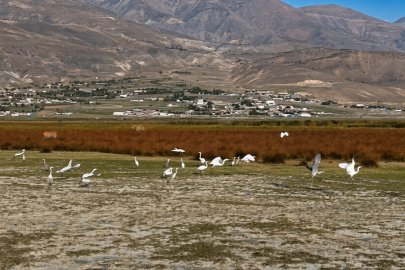 Erzincan’da Kuş Cenneti’nde göç öncesi son görüntüler
