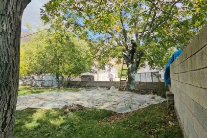 Tescilli Adilcevaz cevizinde hasat mesaisi devam ediyor
