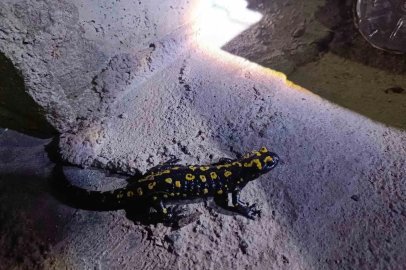 Elazığ’da benekli semender görüntülendi
