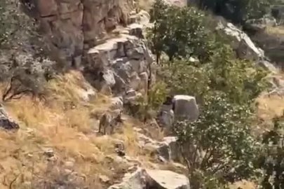 Batman’da nesli tehlike altında bulunan çizgili sırtlan görüntülendi
