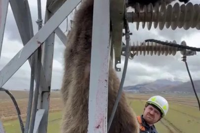 Erzurum’da elektrik direğine çıkan yavru bozayı akıma kapılarak telef oldu
