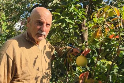 Ağaç kavununa benzeyen pomelo Karadeniz’de meyve verdi
